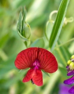Unidentified-Red-Napa-Wildflower