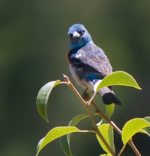 Bluebird at Bullfrog Camp